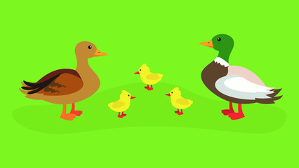 Obraz na płótnie Canvas Two ducks and three ducklings