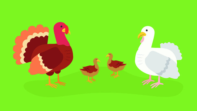 Family of turkeys with turkey poults