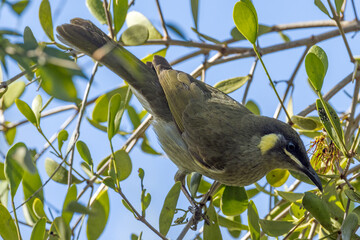 Lewin's Honeyeater in Queensland Australia