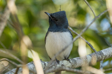 Leaden Flycatcher in Queensland Australia