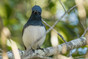 Leaden Flycatcher in Queensland Australia