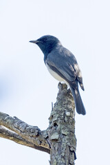 Leaden Flycatcher in Queensland Australia