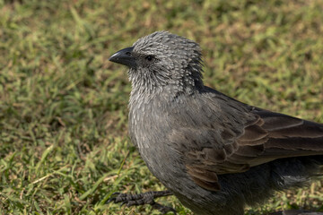 Apostlebird in Queensland Australia