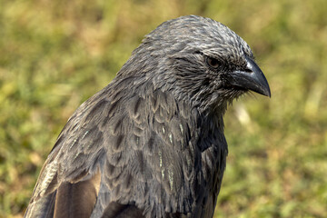 Apostlebird in Queensland Australia