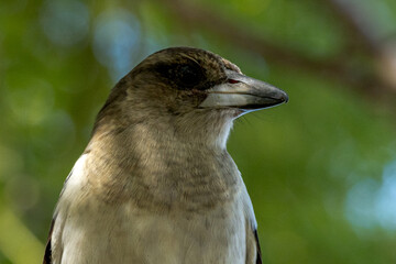 Pied Butcherbird in Queensland Australia