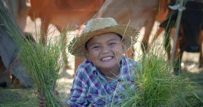 Slow motion scene of a happy smiling Asian farmer boy waring hat and who is the son of an Asian farmer family, holding handfuls of grass to helping his family feed the cows with fresh grass.