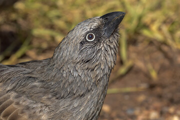 Apostlebird in Queensland Australia