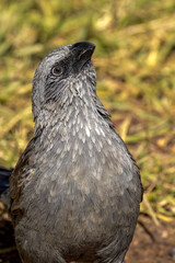 Apostlebird in Queensland Australia