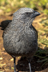 Apostlebird in Queensland Australia