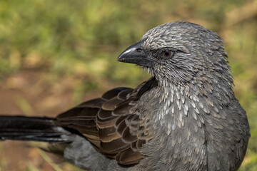 Apostlebird in Queensland Australia