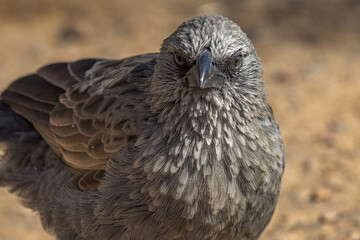 Apostlebird in Queensland Australia