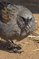 Apostlebird in Queensland Australia
