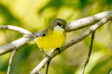White-throated Gerygone in Queensland Australia