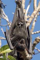 Flying Fox Fruit Bat in Queensland Australia