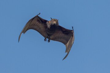 Flying Fox Fruit Bat in Queensland Australia
