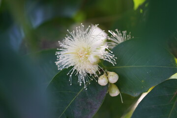 Fruit @ Jamrul when it became  grow up..