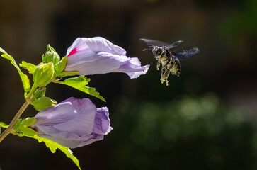 flores en primavera abeja polinizando flores en vuelo - 508612216