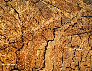 Texture of old brown sawn wood .Close-up
