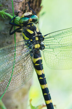 detalle de libelula negra y amarilla posada