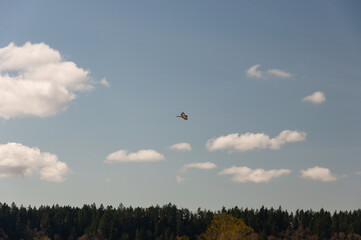 A bald eagle traverses Billy Frank Jr. Nisqually National Wildlife Refuge, WA, USA