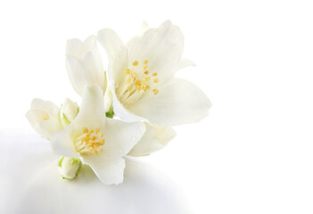 Obraz premium Jasmine flowers isolated on white background