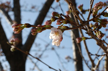 blossom in spring