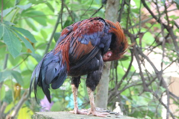 closeup Indonesian rooster chicken for cock fight