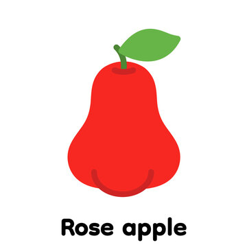Rose apple fruit icon, Vector, Illustration.