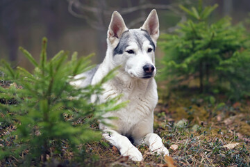 Serious grey and white Siberian Husky dog lying down on a ground in a forest in spring