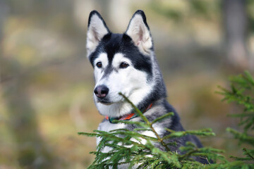 The portrait of a black and white Siberian Husky dog with a collar posing outdoors in a forest in spring