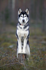 Elegant black and white Siberian Husky dog posing outdoors in a forest standing on a tree stump in spring