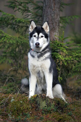 Black and white Siberian Husky dog posing outdoors sitting in a forest in spring