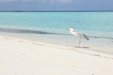 Maldives, tropical island in the Indian Ocean, gray heron eating a fish