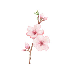 Fototapeta na wymiar Branch of Cherry blossom illustration. Watercolor painting sakura isolated on white background. Japanese flower