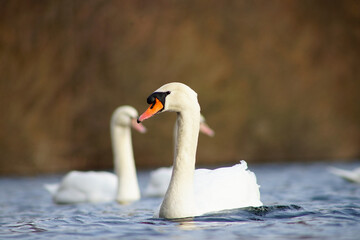 Schäne auf dem See