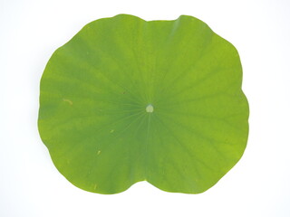 Naklejka na ściany i meble Lotus leaf on white background. Top view photo, blurred.