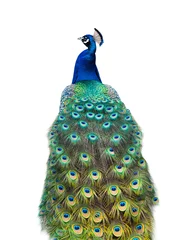 Rolgordijnen peacock isolated on a white © fotomaster