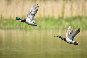 Enten bei Abflug