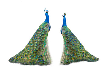 two peacock isolated on a white background