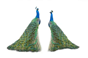 Fotobehang two peacock isolated on a white background © fotomaster
