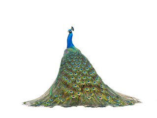 peacock isolated on a white