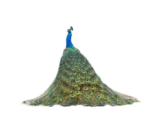 Küchenrückwand glas motiv peacock isolated on a white © fotomaster