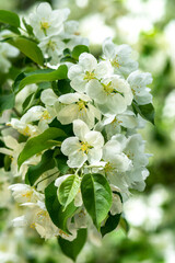 Blooming branches of an apple tree close-up. A spring tree blooms with pink and white petals in an orchard