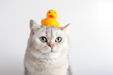 Cute white cat with a yellow rubber duck on his head, on a white background.
