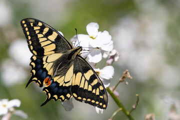 Swallowtail butterfly (Papilio machaon) feeding on a white flower, Norfolk, UK.