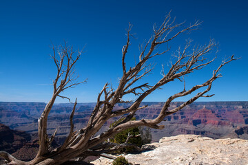 A tree branch in front of the Grand Canyon