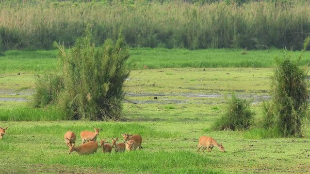 medium or full shot of wild Barasingha or Rucervus duvaucelii or Swamp deer twelve horned family in group a elusive and vulnerable animal in landscape of scenic jungle or forest of central india asia