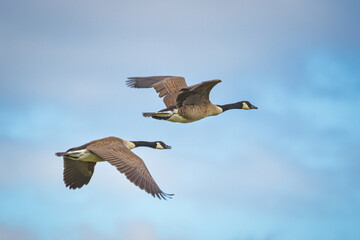 Wildgänse im Flug