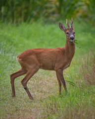 Junger Rehbock auf dem Feld