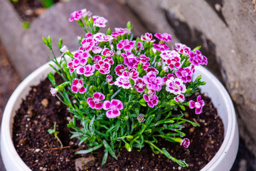 flowers in the garden